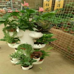 中财牌创意花架-003